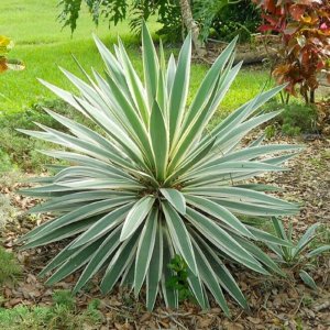  Juka nádherná (Yucca gloriosa) ´VARIEGATA´ výška 20-30 cm, kont. C2L